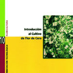 Introducción al cultivo de flor de cera (Wax Flower)