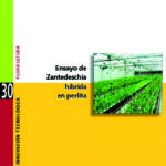 Ensayo de Zantedeschia híbrida en perlita