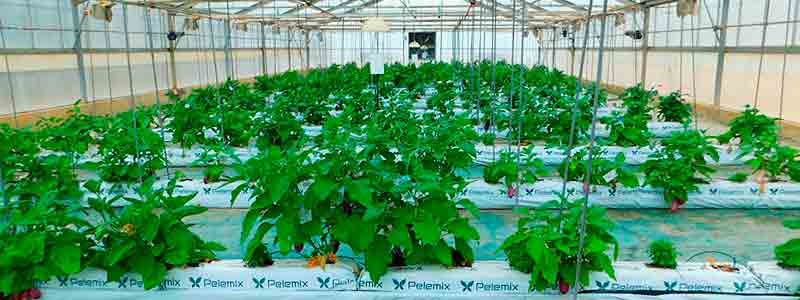 Tecnologías innovadoras en la captura de Nitrógeno en el Campo de Cartagena para la recuperación y protección del Mar Menor