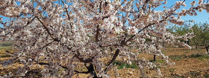 22CLN1_1-Almendro_floracion