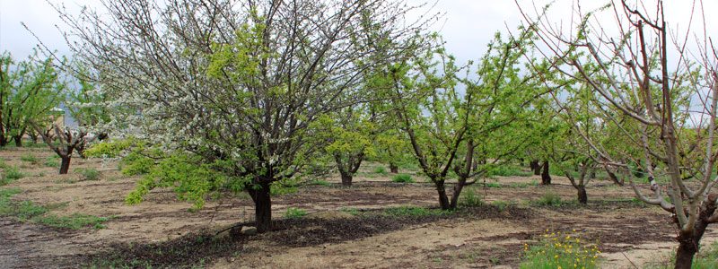 almendro-japones